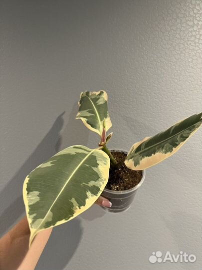 Фикус эластика тинеке