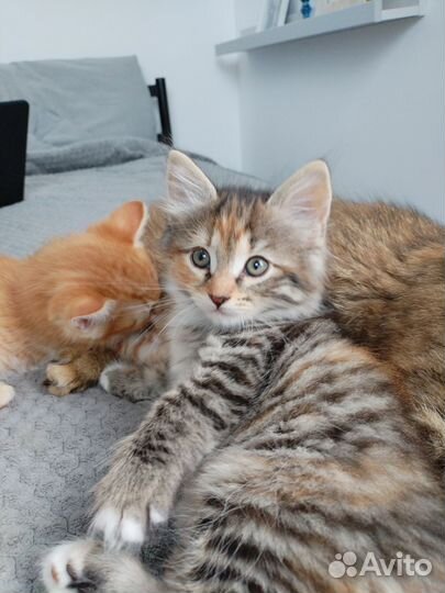 Котята в добрые руки даром девочка