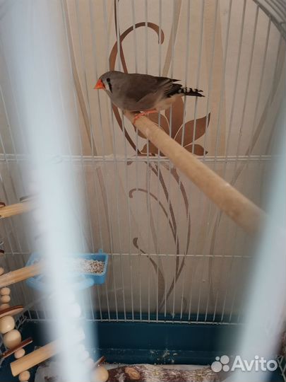 Зебровые амадины