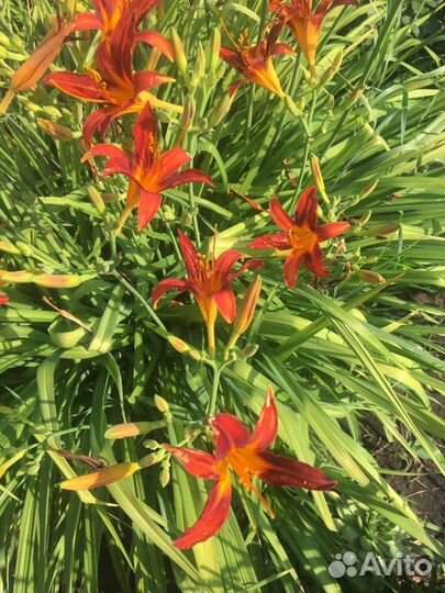 Многолетники