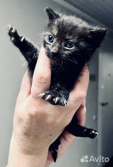 Котятки лапуси