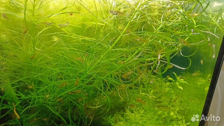 Погостемон октопус