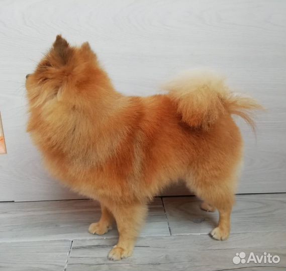 Грумер, стрижка собак, уз чистка зубов