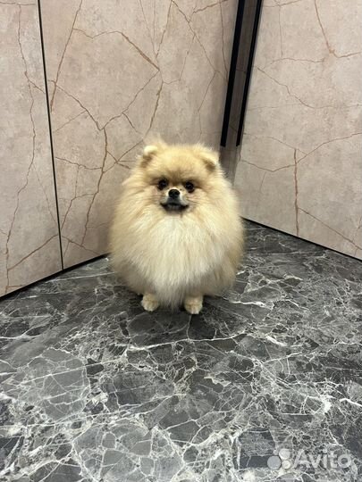 Померанский шпиц медвежьего типа