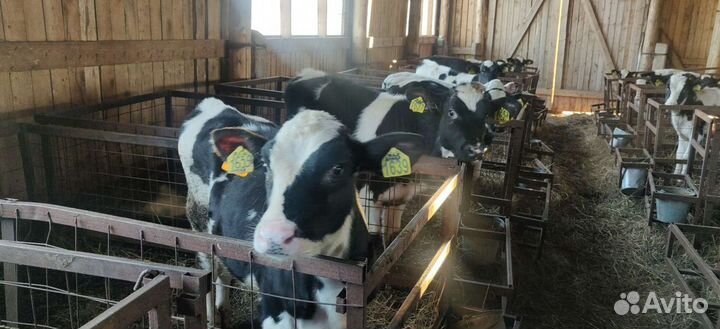 Холмогоры Голштины Бычки Тёлки