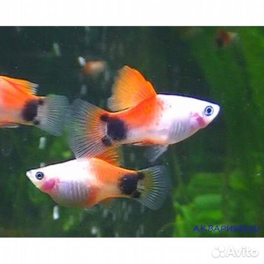 Аквариумные растения и рыбки