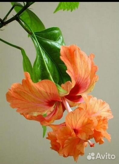 Гибискус текила санрайз