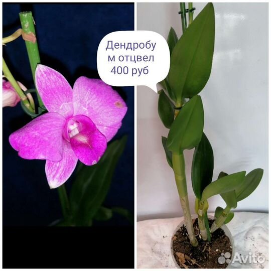 Продажа орхидей