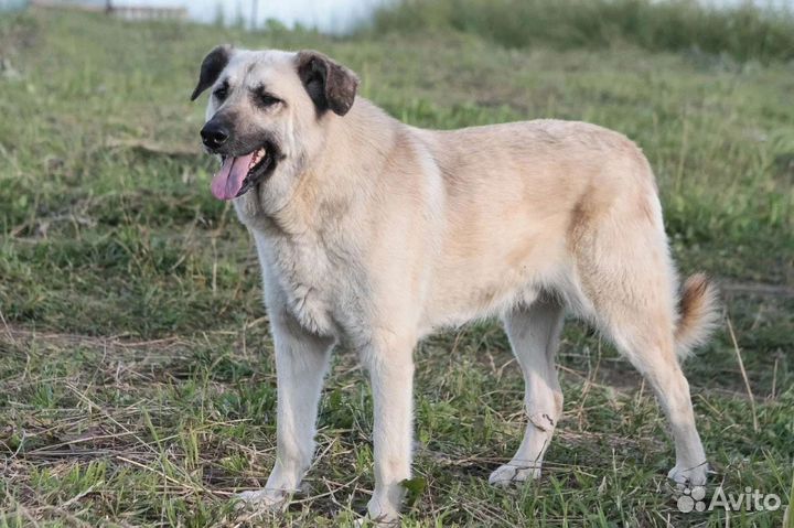 Воспитанный мальчик ищет дом, в добрые руки