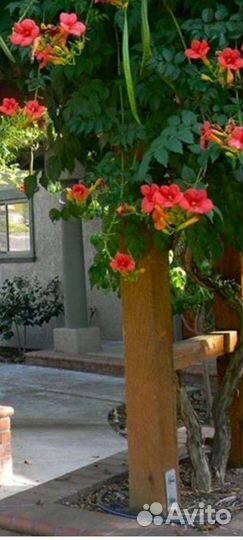 Кампсис укореняющийся -Акебия - лиана,жимолость