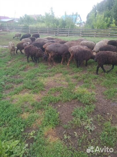 Курдючные бараны овцы