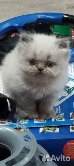 Персидский котенок