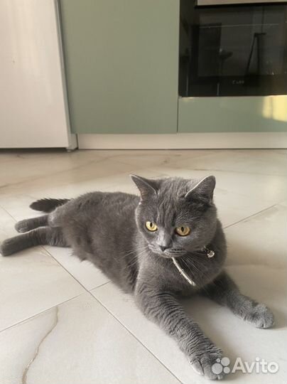 Кошка британка