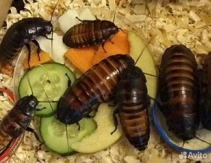 Кормовые тараканы (кормовые насекомые)