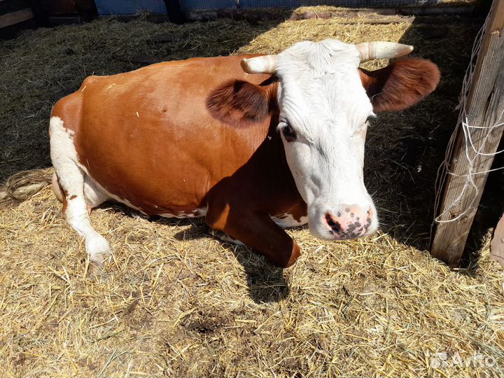 Коровы дойные молочные