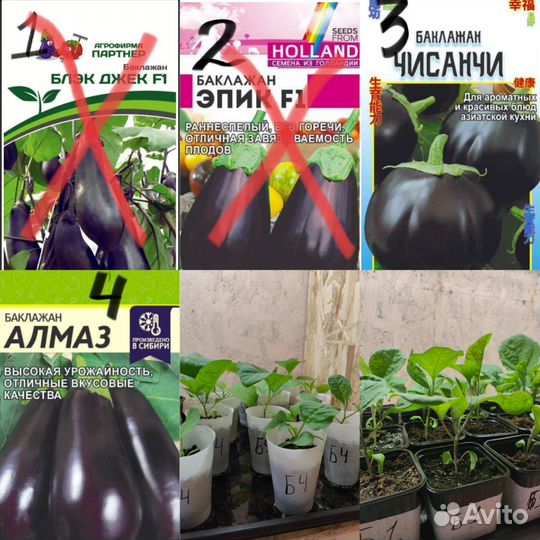 Рассада томатов, перцев, баклажан и огурцов