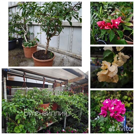 Продажа цветов -бугенвиллия,портулак, Дуранта и тд