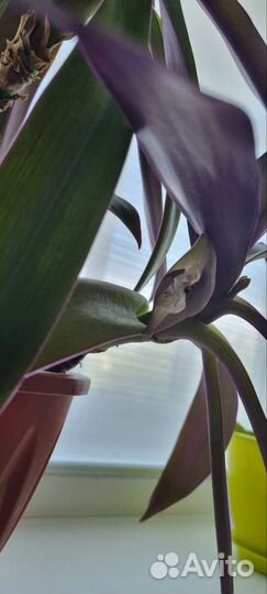 Комнатные цветы бесплатно