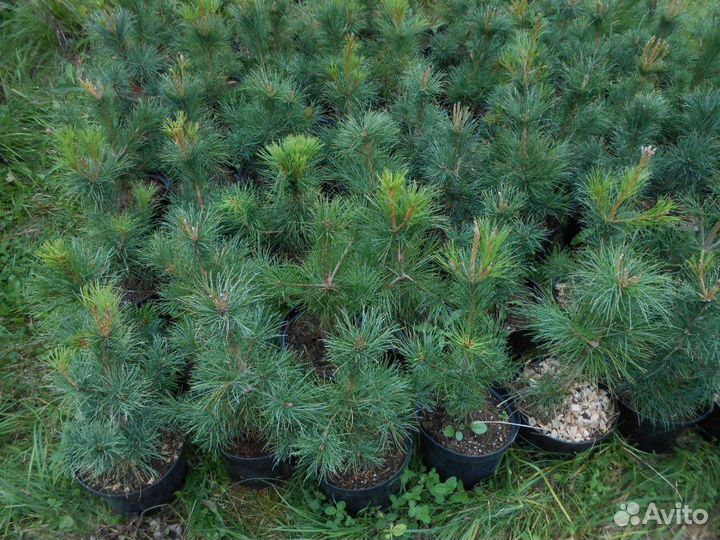 Кедр Сибирский и Корейский для Бонсай и Ниваки 4г