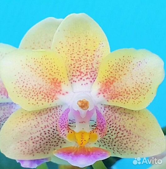 Орхидея фаленопсис