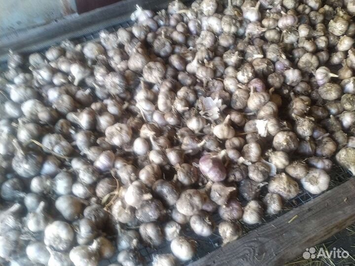 Озимый чеснок