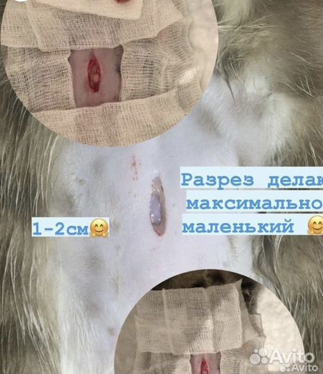 Ветеринарный врач на дом все виды хирургии