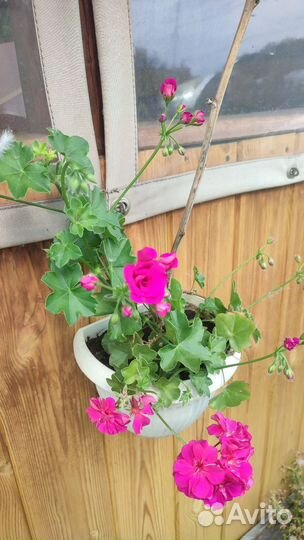 Пеларгония герань