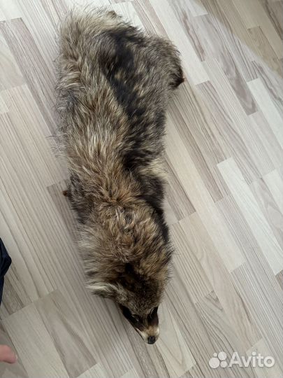 Шкура енота