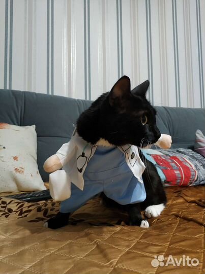 Костюм Доктор для кота