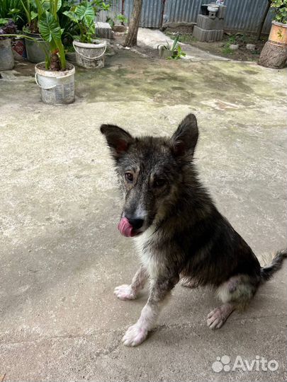 Собака в добрые руки