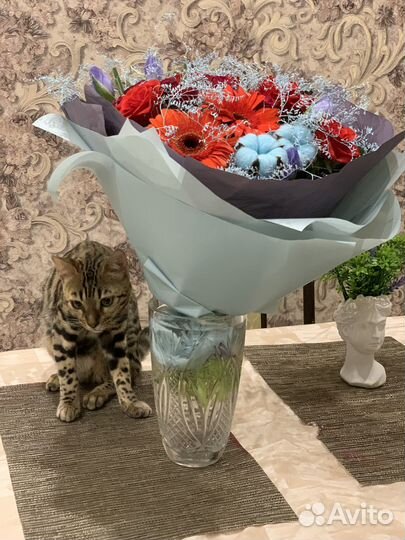 Потерялась кошка