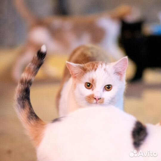 Котик в добрые руки
