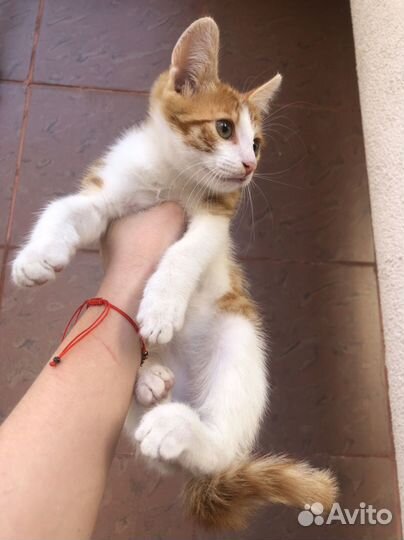 Европейская