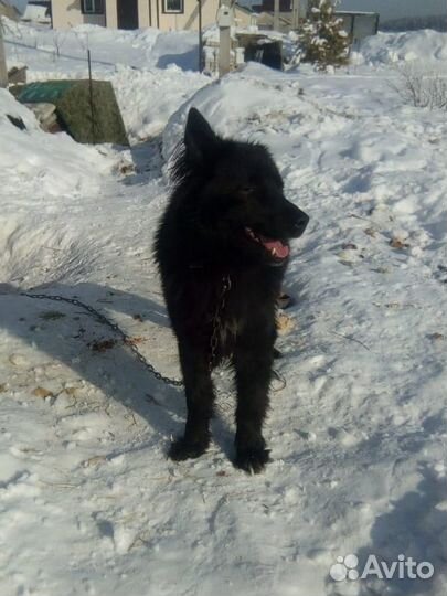 Барон ищет дом