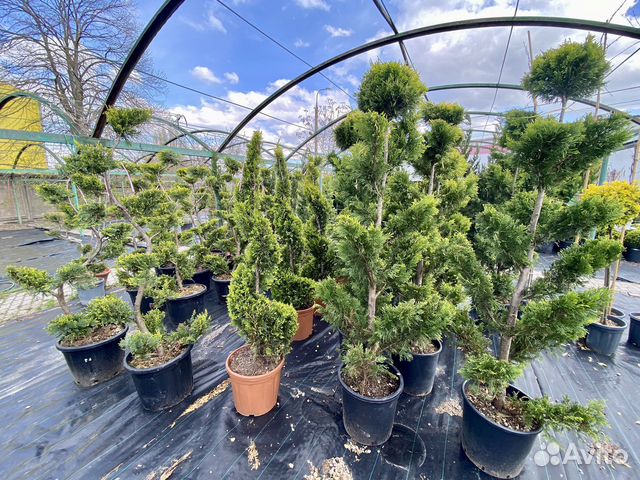 Топиарные формы растений, топиары, штамбы, бонсаи