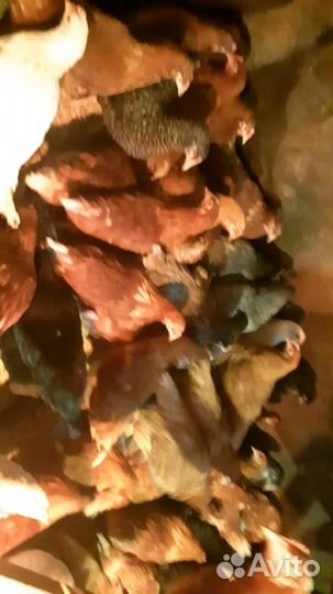 Куры несушки молодка