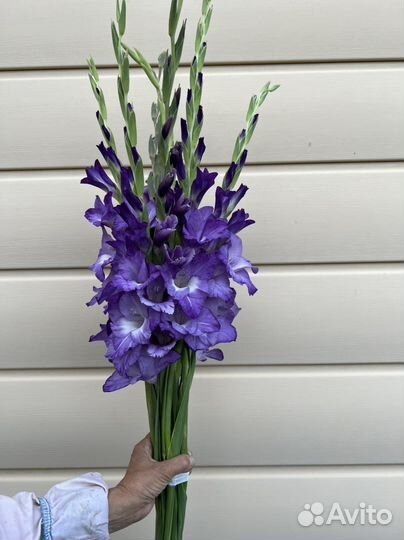 Гладиолусы букет свежий срез