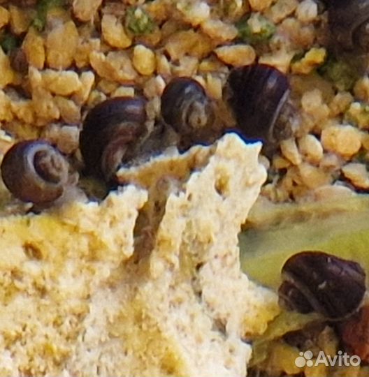 Ампулярии цветные улитки