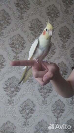 Ручной самец карелла