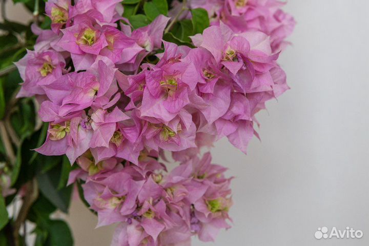 Бугенвиллия Double Pink