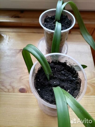 Комнатные растения