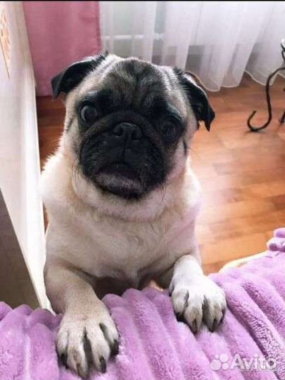 Кинолог дрессировка собак