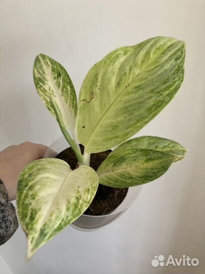 Замиакулькас,цикас