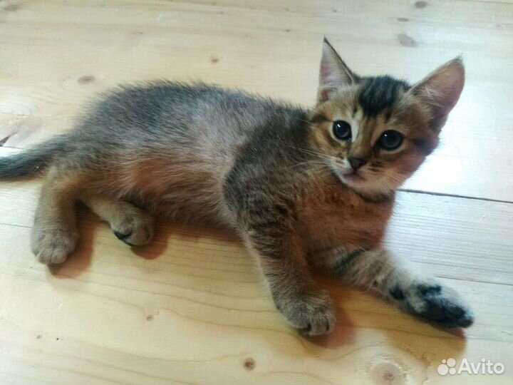 Абиссинская