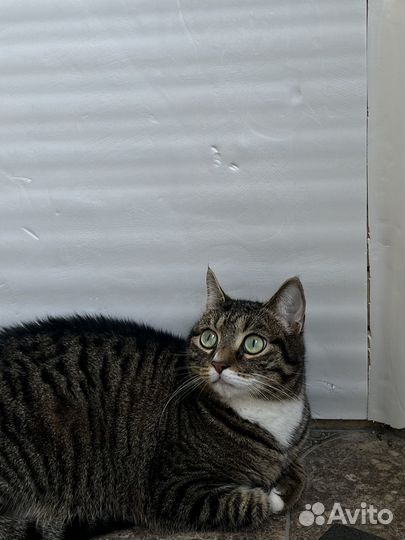 Котик в добрые руки