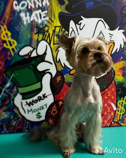 Стрижка собак и кошек, груминг Зоосалон