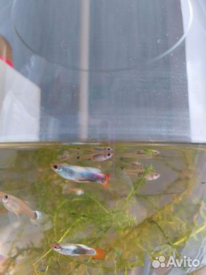 Рыбки гуппи