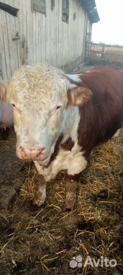 Бычки и быки на мясо
