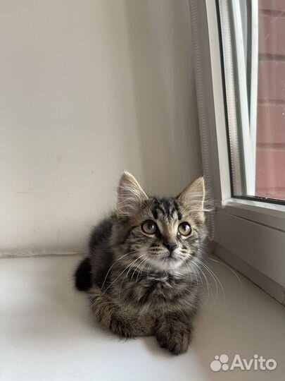 Отдам котенка в добрые руки