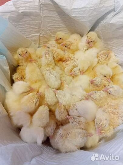 Цыплята бройлеров и другой птицы
